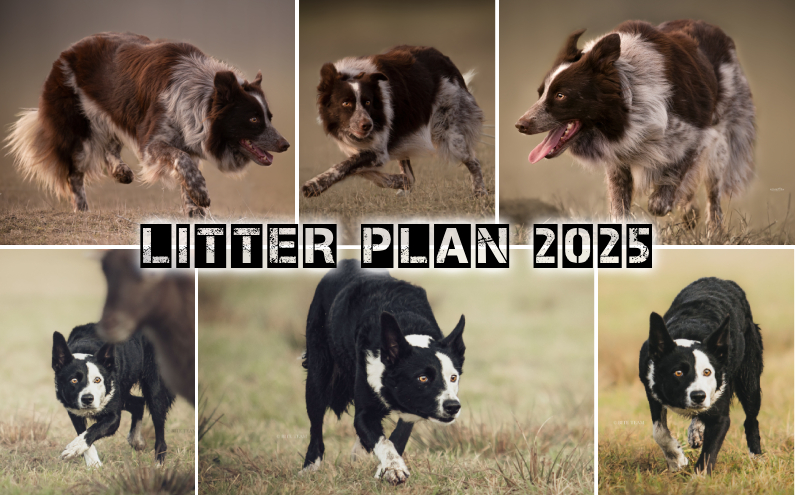 Litter Plan Spring 2025