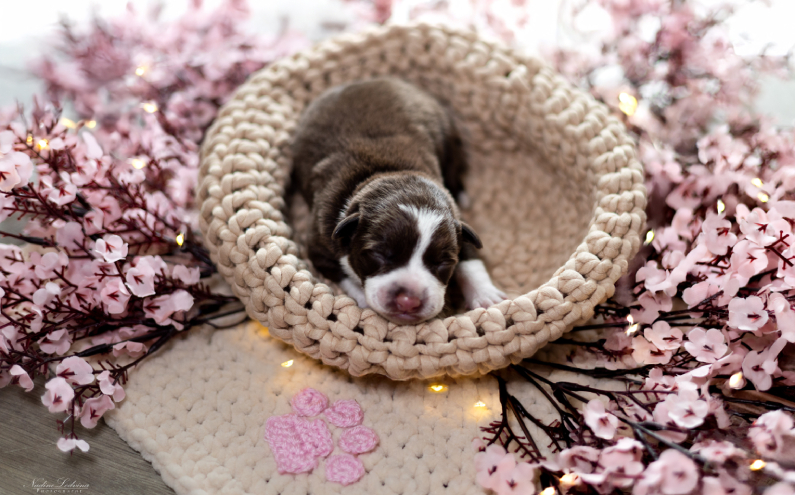 Herding Devils R-Litter
