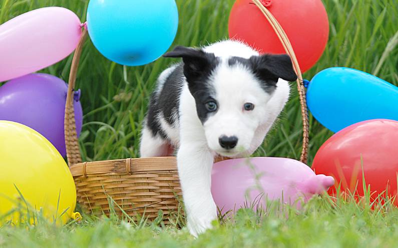 Herding Devils Perfect Pace 