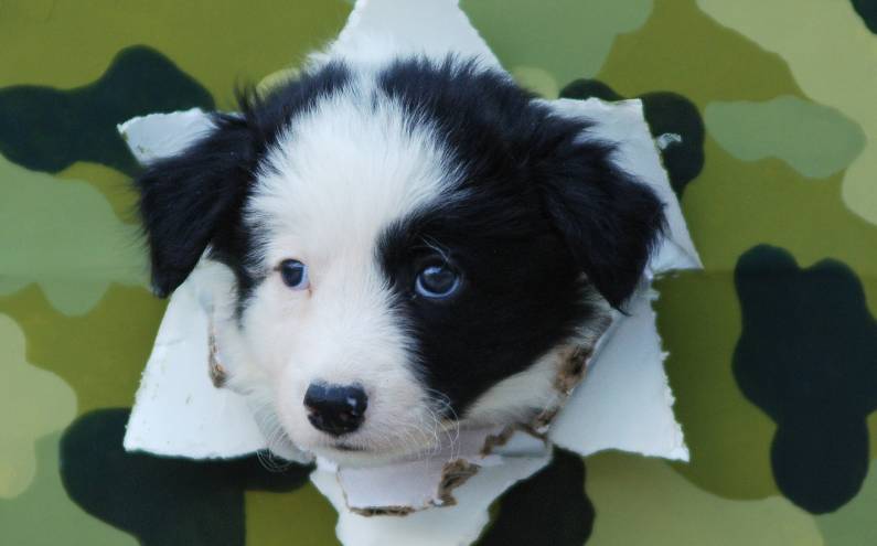 Herding Devils P-Litter