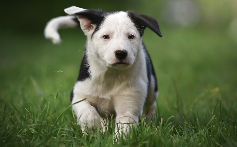 Herding Devils Look Back Heidi