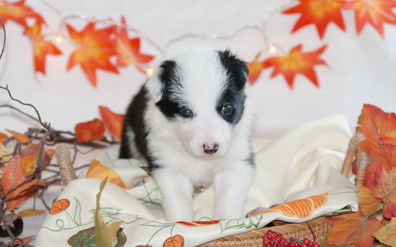 Herding Devils O-Litter