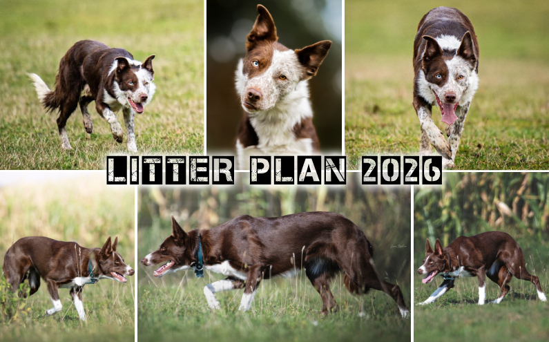 Litter Plan Summer 2026