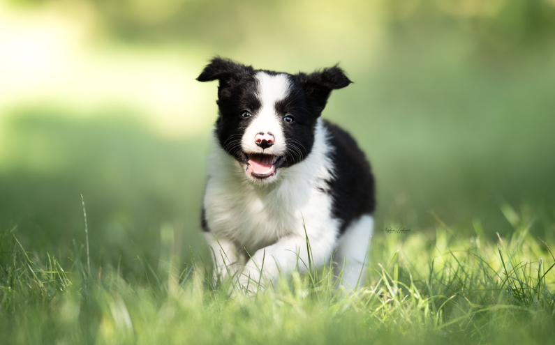 Herding Devils Q-Litter