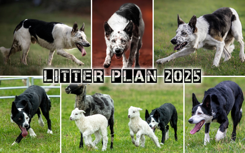 Litter Plan Spring 2025