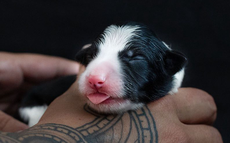 Herding Devils Q-Litter