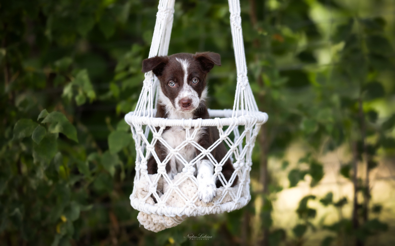 Herding Devils R-Litter