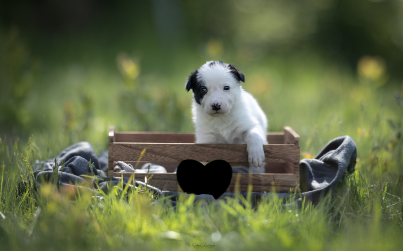 Herding Devils P-Litter