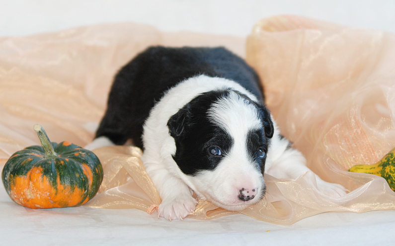 Herding Devils O-Litter