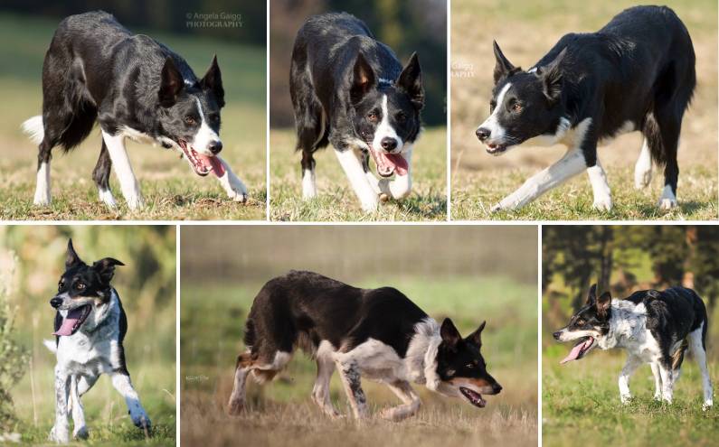 Herding Devils O-Litter