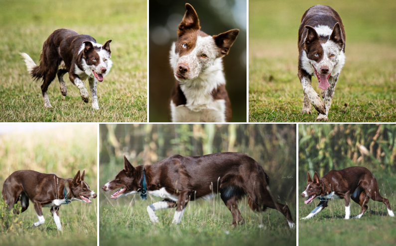 Herding Devils R-Litter
