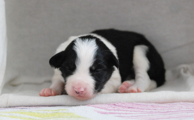 Herding Devils Q-Litter