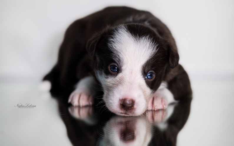 Herding Devils R-Litter