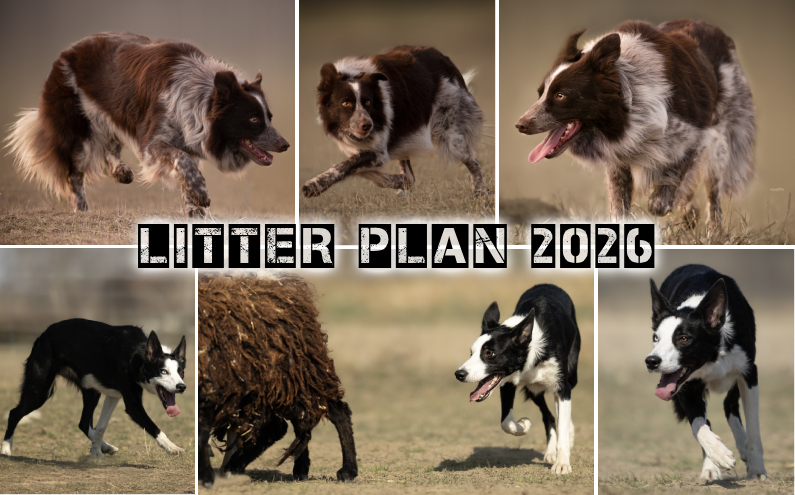 Litter Plan 2026