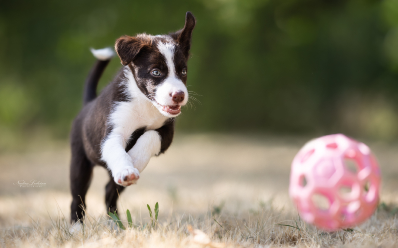 Herding Devils R-Litter