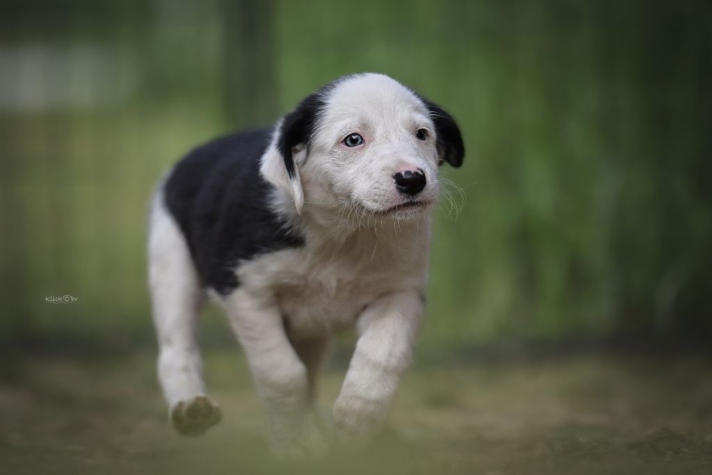 Heidi