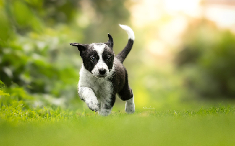 Herding Devils S-Wurf