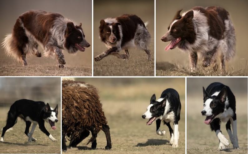 Herding Devils S-Wurf
